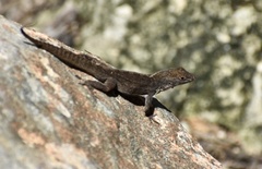 Anolis jubar oriens