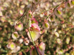 Rumex induratus