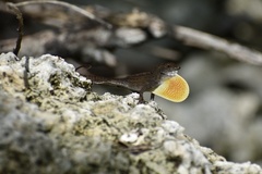 Anolis jubar oriens