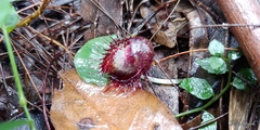 Corybas fimbriatus