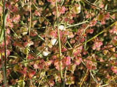 Rumex induratus
