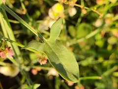 Rumex induratus