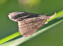 Pechipogo strigilata