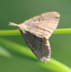 Pechipogo strigilata