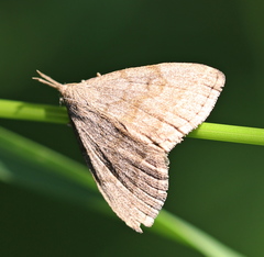 Pechipogo strigilata