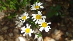 Tanacetum corymbosum