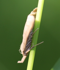 Pechipogo strigilata