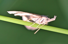 Pechipogo strigilata