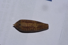 Conus nussatella