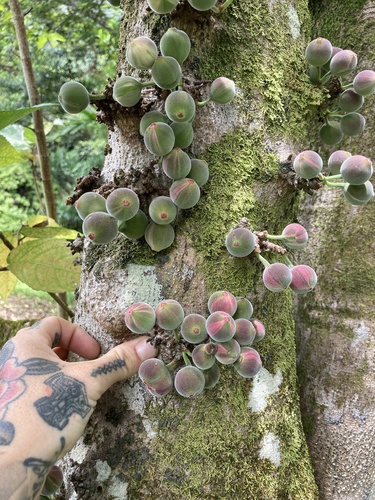 Ficus aspera