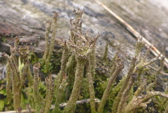Cladonia rei