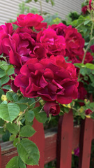 Rosa