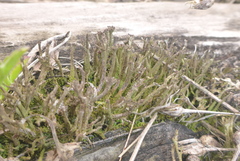 Cladonia rei