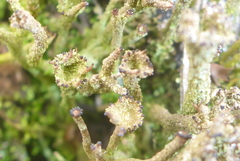 Cladonia rei