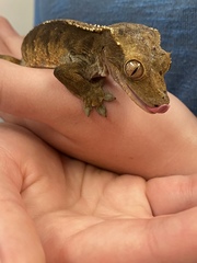 Correlophus