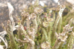 Cladonia rei