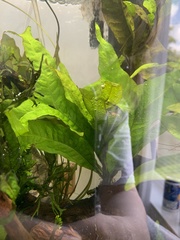 Leptochilus pteropus