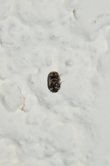 Trogoderma sternale aspericolle