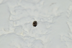 Trogoderma sternale aspericolle