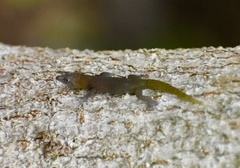 Sphaerodactylus