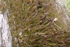 Cladonia rei