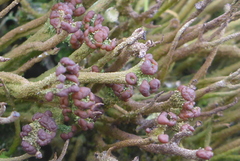 Cladonia rei