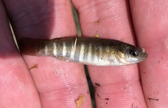 Fundulus pulvereus