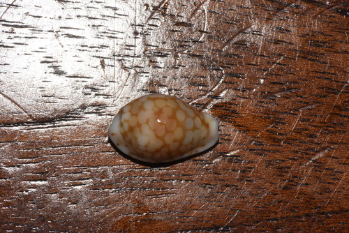 Cribrarula esontropia observed 2020-06-04