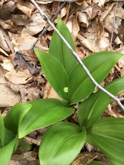 Clintonia