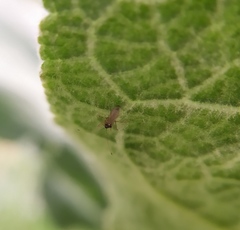 Gampsocoris