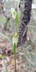 Pterostylis longifolia