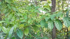 Clerodendrum laevifolium