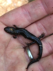 Plethodontinae