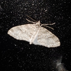 Lobophora nivigerata
