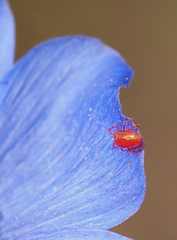 Balaustium
