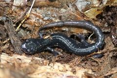 Plethodon teyahalee