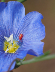 Balaustium