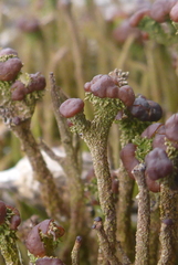 Cladonia rei