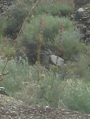 Penstemon floridus floridus