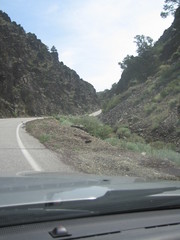 Penstemon floridus floridus