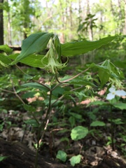 Prosartes lanuginosa