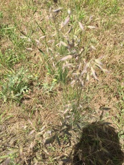 Festuca idahoensis
