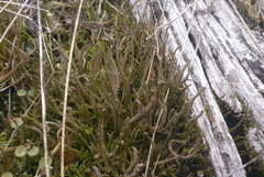 Cladonia rei