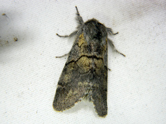 Gluphisia lintneri