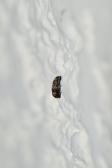 Trogoderma sternale aspericolle