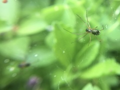 Microlinyphia pusilla