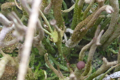 Cladonia rei