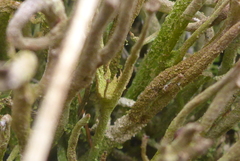 Cladonia rei