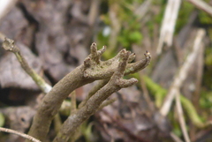 Cladonia rei