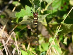 Macromia pacifica